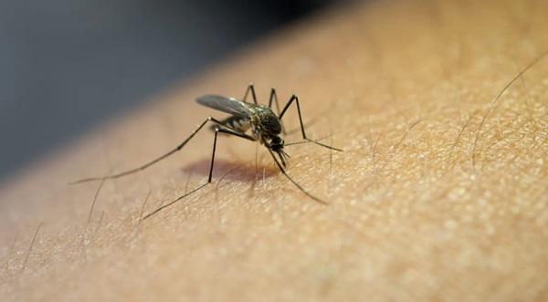 Oito estados e o Distrito Federal declararam estado de emergência devido à dengue no país até esta sexta-feira (14).(Imagem:Reprodução: Ministério da Saúde)