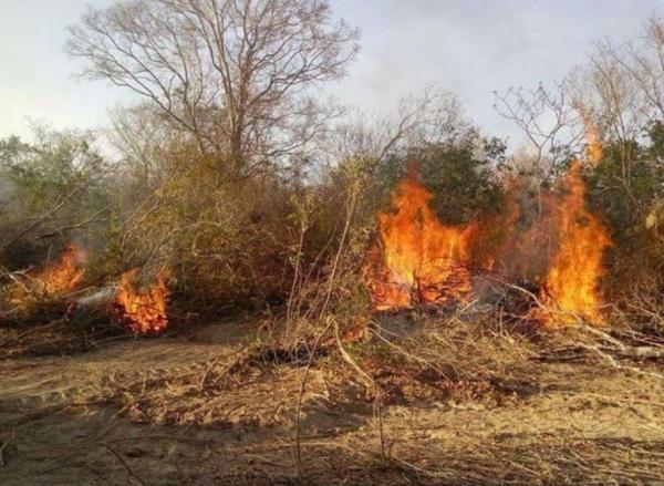 Piauí registra 125 incêndios em 48 horas; em Amarante, fogo atinge área florestal.(Imagem:Divulgação)