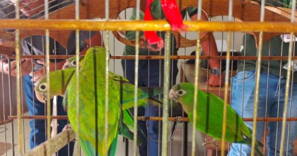Semarh acolhe e recupera animais silvestres resgatados no Piauí.(Imagem:Ascom Semarh)