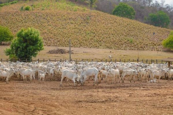 Segunda etapa da Campanha de Vacinação contra Aftosa é prorrogada até 30 de dezembro.(Imagem:Divulgação)