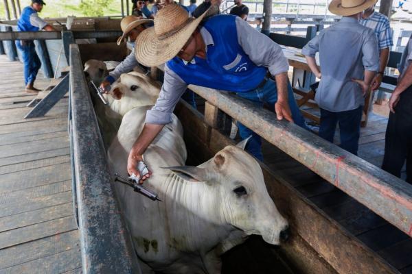 Vacinação0 contra a febre aftosa.(Imagem:Marcos Vicentti/Secom)