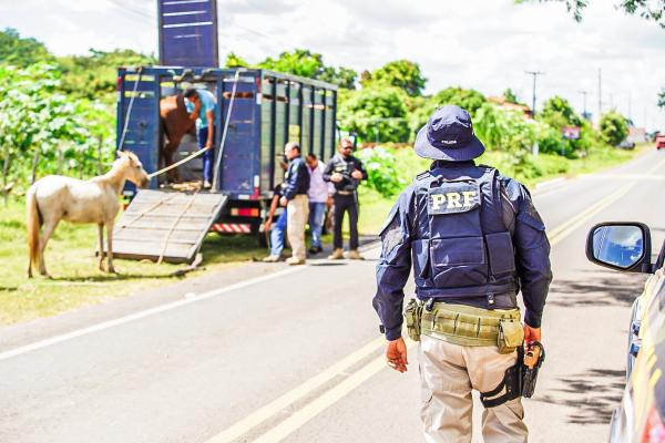 Conduzida pela Diretoria de Opera&ccedil;&otilde;es de Tr&acirc;nsito (DOT), a a&ccedil;&atilde;o responsabiliza criminalmente os propriet&aacute;rios dos animais.(Imagem:Ascom SSP-PI)