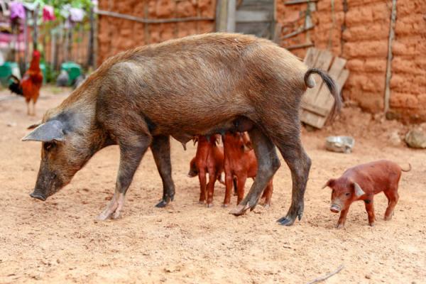 Adapi faz busca ativa de possíveis focos de Peste Suína Clássica no Piauí(Imagem:Roberta Aline)