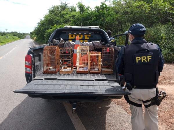 Pássaros foram encontrados em um carro durante uma abordagem policial.(Imagem:Divulgação /PRF)