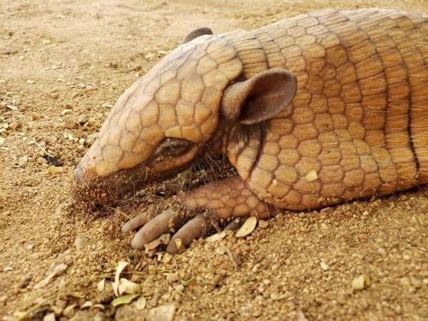 Tatu-peba é resgatado após cair dentro de poço no Piauí e ficar preso por uma semana(Imagem:Reprodução)