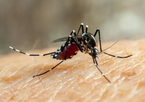 Piauí registra aumento nos casos de Chikungunya e diminuição nos de Dengue e Zika.(Imagem:Reprodução/Freepik)