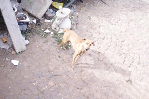 Cães são resgatados em depósito de construtora na Zona Sul de Teresina(Imagem:Reprodução)