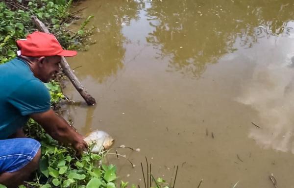 Secretaria da Agricultura Familiar distribuiu mais de 2,5 milh&otilde;es de alevinos e a&ccedil;&atilde;o refor&ccedil;a apoio &agrave; piscicultura no Piau&iacute;(Imagem:Divulga&ccedil;&atilde;o)