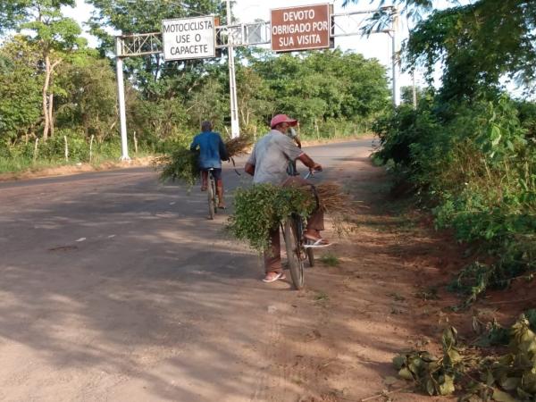 Tradição da colheita do alecrim é mantida em Floriano(Imagem:FlorianoNews)