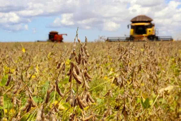 Piauí terá aumento de 13,11% na produção de grãos neste ano, estima IBGE; Estado deve bater recordes pelo sétimo ano seguido.(Imagem:Reprodução/Jaelson Lucas/AEN)