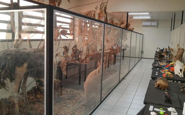 UFPI reabre exposição ao público da maior coleção de história natural do Piauí.(Imagem:Divulgação/UFPI)