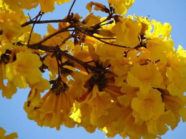 Flor de ipê amarelo.(Imagem:Natalina Giusti/Ipê no TG)