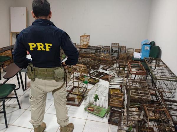 Operação resgata 80 aves silvestres no Piauí e Ceará(Imagem:Divulgação)