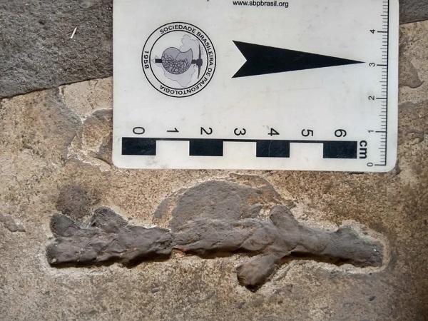  Fósseis de aproximadamente 100 milhões de anos podem ser vistos em pedras de uso ornamental no Piauí; especialista explica.(Imagem:Juan Cisneros )