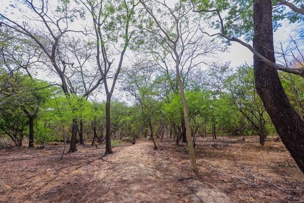 Floresta Fóssil de Teresina(Imagem:Gabriel Paulino)