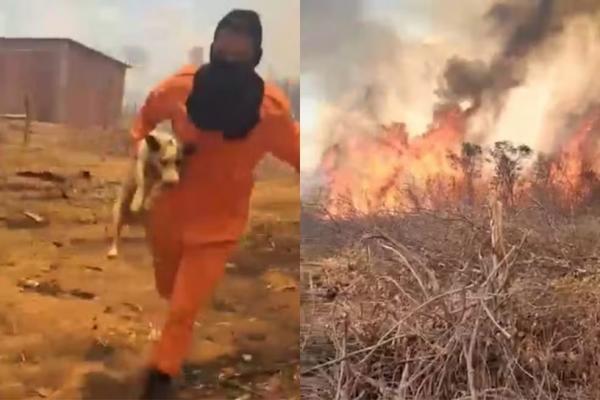Bombeiro resgata cachorro cercado pelas chamas durante incêndio no Piauí.(Imagem:Reprodução/Redes Sociais)