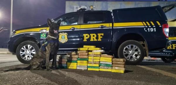 Cão farejador encontra 46 kg de cocaína escondida em cabine de caminhonete.(Imagem:Divulgação /PRF-PI)