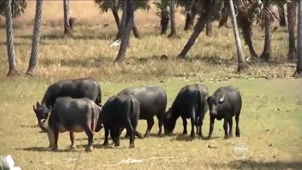  Nos anos entre 2011 e 2021, os rebanhos de gado, de búfalos e codornas sofreram quedas significativas.(Imagem:TV Clube )