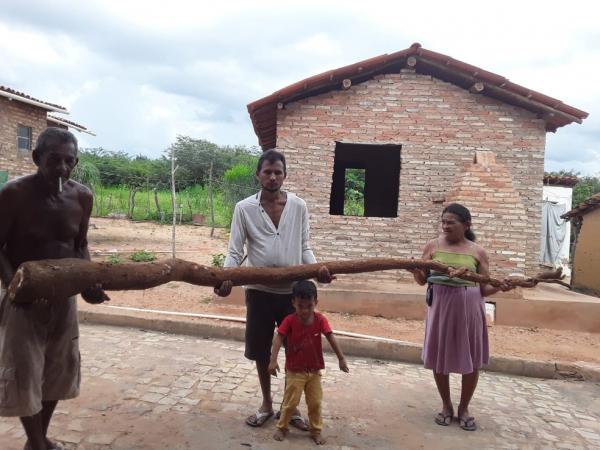 Família de agricultores colhe macaxeira de três metros em Eliseu Martins, Piauí.(Imagem:Arquivo Pessoal)