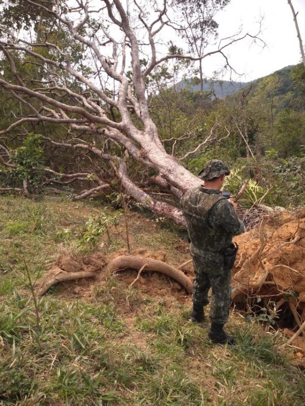 Em 2019, foram identificadas 559 áreas com mais de 5,4 mil hectares desmatados sem autorização dos órgãos públicos.(Imagem:Divulgação/Polícia Ambiental do Paraná)