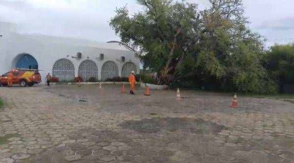 &Aacute;rvore centen&aacute;ria &eacute; cortada pelo Corpo de Bombeiros no p&aacute;tio de igreja em Floriano.(Imagem:Reprodu&ccedil;&atilde;o)