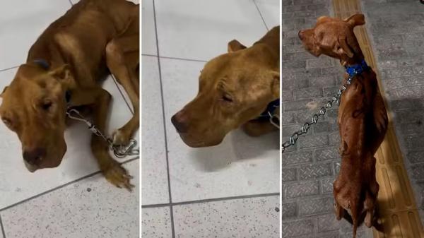 Cachorro é resgatado com sinais de maus-tratos e desnutrição em Parnaíba.(Imagem:Reprodução/Instagram)