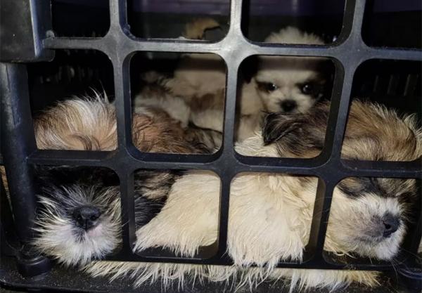Mais de 10 cães são resgatados em ônibus que ia para Parnaíba(Imagem:PRF/Bahia)