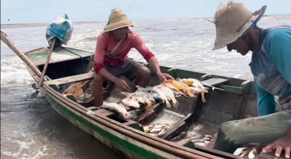 Litoral do Piauí tem mais de 130 espécies de peixes em risco de extinção.(Imagem:Reprodução/TV Clube)