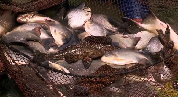 Cerca de 40% dos peixes consumidos no Piauí vem da região da cidade de Esperantina.(Imagem:TV Clube)