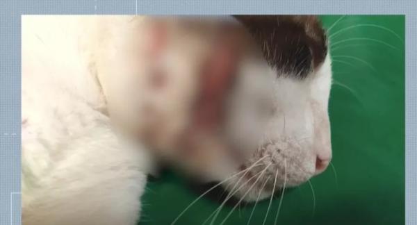 Moradores denunciam morte suspeita de quase 30 gatos na Vila Ferroviária em Teresina.(Imagem:Reprodução)