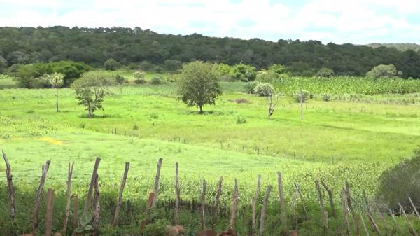 Seca verde afeta agricultores no Sul do Piauí.(Imagem: TV Clube)