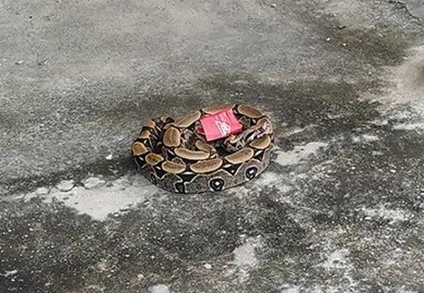 Jiboia de 1,5 metro é resgatada por guardas em calçada de bar na Zona Sul de Teresina.(Imagem:Reprodução)