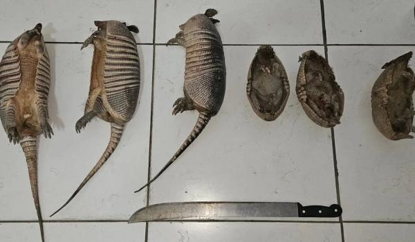 Animais apreendidos já sem vida.(Imagem: Polícia Militar)