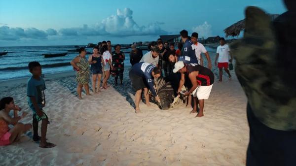 Peixe-boi de quase 400 kg é resgatado na Praia da Pedra do Sal, em Parnaíba.(Imagem:Divulgação)