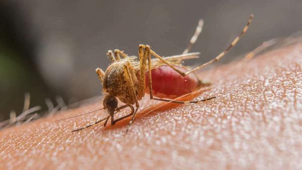 Sesapi monitora casos de malária em Miguel Alves(Imagem:Reprodução)