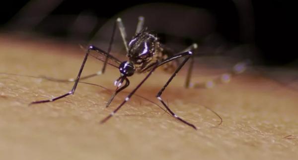 Mosquito Aedes aegypti é responsável por transmitir a dengue.(Imagem:Reprdoução/EPTV)