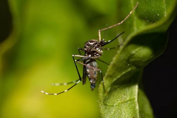 Aedes aegypti(Imagem:Prefeitura)