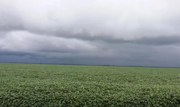 Céu nublado em plantação de soja no Sul do Piauí.(Imagem:Altair Franco/ Arquivo Pessoal)