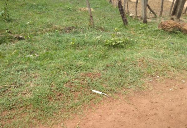 Homem é morto a facadas por vizinhos após briga por conta de um cacho de bananas, no Piauí(Imagem:Divulgação/PM)