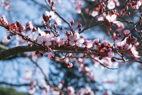 Primavera meteorológica teve início em 1º de setembro e vai até o fim de novembro.(Imagem:Pexels)