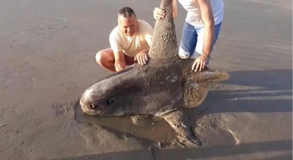 Peixe raro e das profundezas do oceano morre encalhado em praia no Piauí.(Imagem:Reprodução)