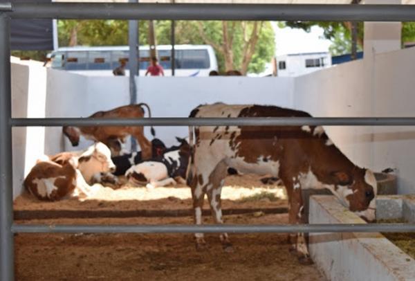 Expoapi reúne criadores e promove negócios no setor agropecuário em Teresina(Imagem:Divulgação)