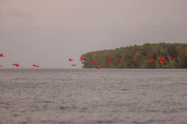 Revoada dos guarás(Imagem:Thiago Amaral)