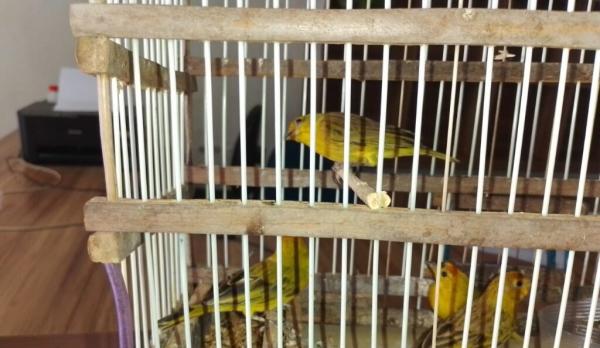 Semarh acolhe e recupera animais silvestres resgatados no Piauí(Imagem:Ascom Semarh)