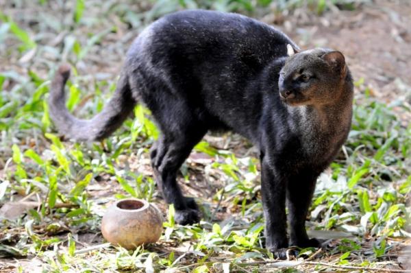 ?A recomendação é não agredir o animal ou afugentá-lo, caso ele se sinta acuado, ele vai atacar. E também que a população não faça a tentativa de resgate porque o Batalhão tem o eq(Imagem:Divulgação)