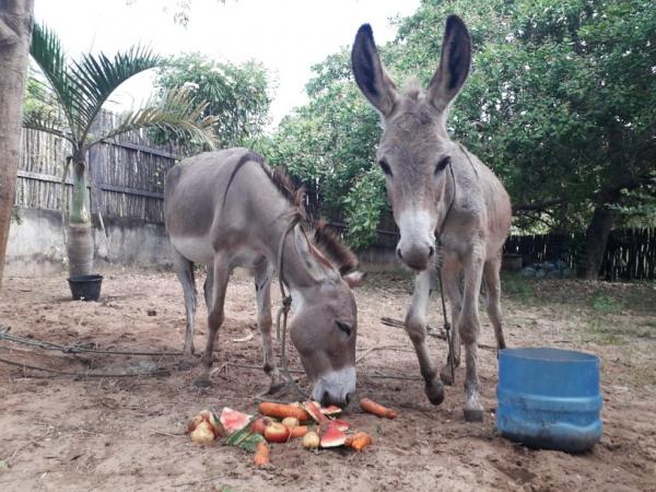 Alguns animais que sobreviveram foram resgatados e estão sendo tratados.(Imagem:Arquivo pessoal)