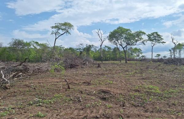 A diminui&ccedil;&atilde;o do desmatamento evitou a perda de mais de 200 km&sup2; de vegeta&ccedil;&atilde;o nativa.(Imagem:Ascom Semarh)