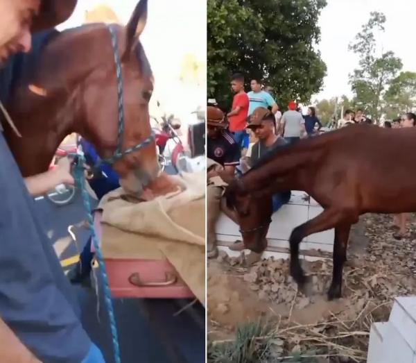 Cavalo acompanha velório e sepultamento de vaqueiro de 16 anos morto em competição no Piauí.(Imagem:Reprodução)