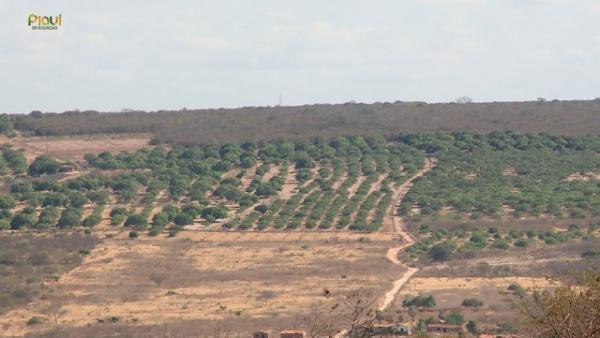 Plantações de caju em Santo Antônio de Lisboa, no Piauí.(Imagem:Reprodução/TV Clube)