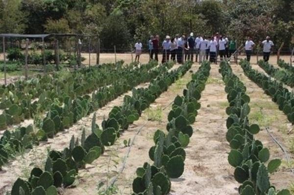 Projeto transformou a vida de 36 mil famílias de agricultores em 89 municípios do semiárido no Piauí(Imagem:Reprodução)